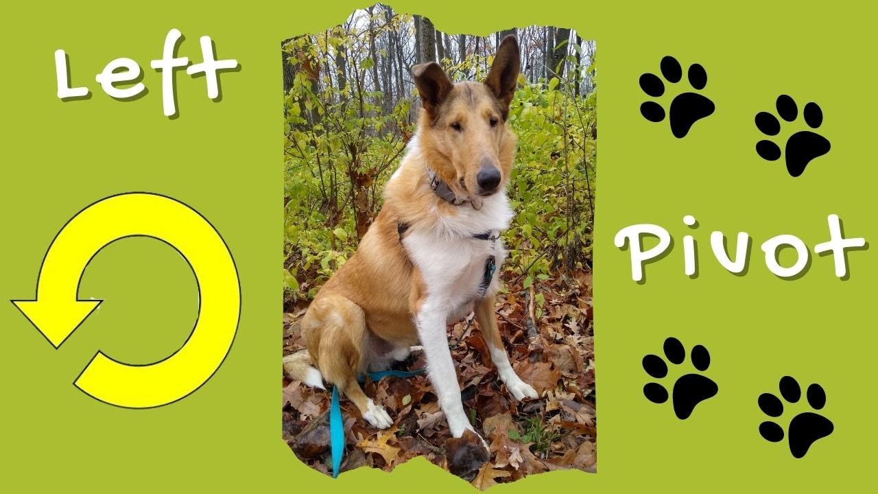 Dog Body Awareness Exercise How to Train a Dog 360 Left Turns and