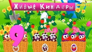 Живые КИНДЕР сюрпризы. Учимся считать с киндерами Видео для малышей Живые КИНДЕР сюрпризы. Учимся считать с киндерами Видео для малышей