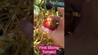 First Slicing Tomato A Few Splits, But Firm