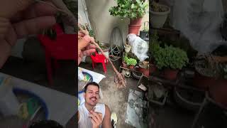 O resgate da Fícus benjamina para virar bonsai #bonsai #ficus #plantas #nikplantas #ficusbenjamina