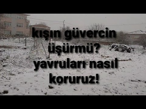 KIŞIN GÜVERCİNLER ÜŞÜRMÜ? YAVRU GÜVERCİNLERİ SOĞUKTAN NASIL KORURUZ!!!