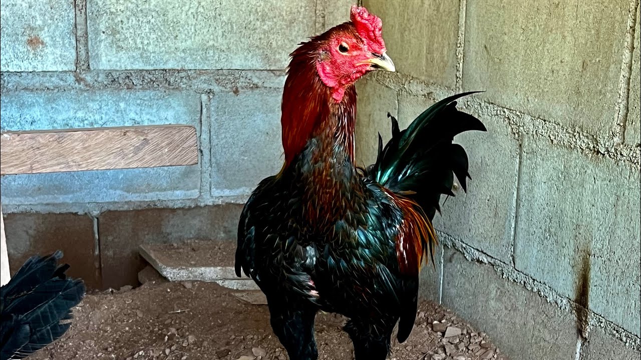 ลูกเจ้าตาดำ กำลังสวยช่วงโปร🐓❤️💯