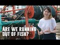 Are We Running Out Of Fish? | SAYS In A Nutshell