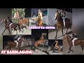Marwari Stallion Horse available | chance ka ghoda