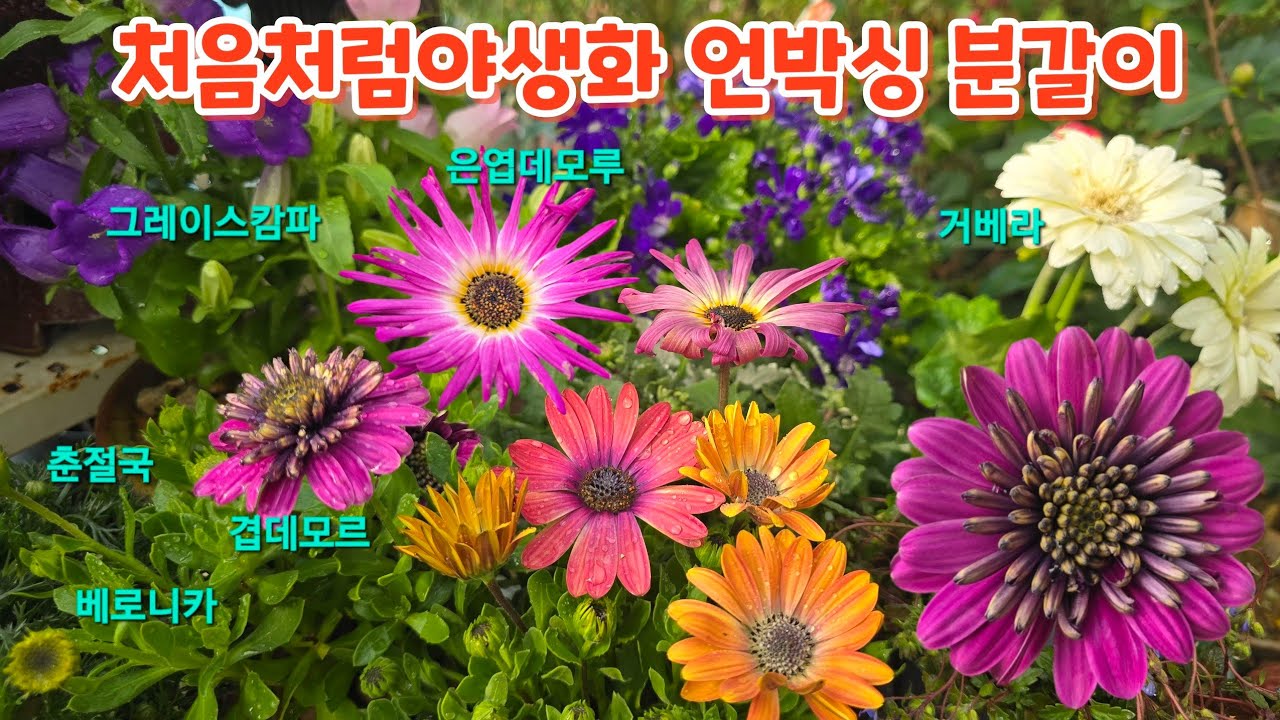 #처음처럼야생화 언박싱 #겹데모르 #시네라리아 #베로니카 #은엽데모루 #춘절국 #그레이스캄파 #도로니쿰 거베라 #분갈이