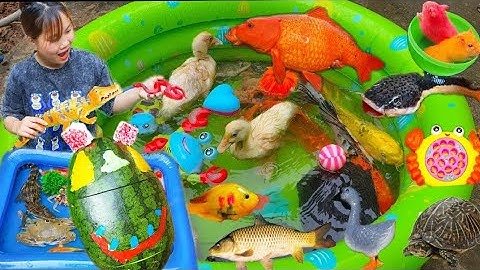 Thỏ Vlog Tìm Kiếm Các Con Vật Dưới Vườn Nhà, Bắt Con Cá, Con Cua, Con Vịt, Cá Sấu