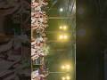 വെള്ളിനേത്തമ്മ edanad 🔥✨✨❤️‍🔥 #kaikottikkali #kaikottikalidance #trending #onamkalipattu #viral