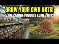 GROW YOUR OWN: 5 SURPRISING TREES THAT PRODUCE EDIBLE NUTS