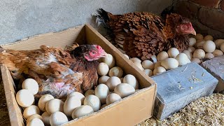 Two Aseel Hens Wants To hatch Her Eggs INSTANTLY - Eggs to baby chicks