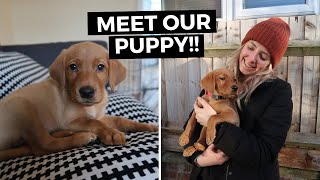 WE GOT A PUPPY! // MEET OUR RED FOX LAB + name announcement!
