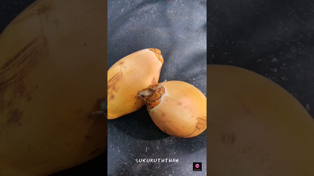 Amazing Healthy Drink | King Coconut😍😋 