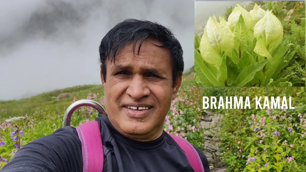 Valley of Flowers I A Dream Journey to Heaven God's own place ll A