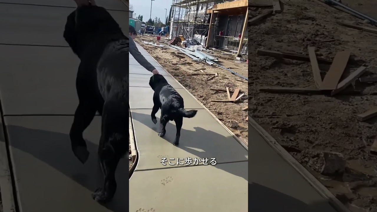 獣医クリニックの前に残された足跡