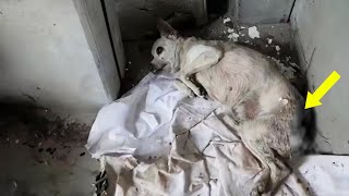 The maggots there made her faint, in the market no one cared about her fear and cries by Animal Shelter 52,892 views 7 days ago 6 minutes, 38 seconds