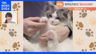 苦手な爪切りに“控えめな抵抗”ネコの仕草が話題