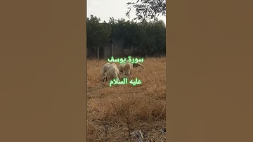 سورة يوسف عليه السلام