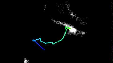 Object Tracking in Olympus cellSens Imaging Software