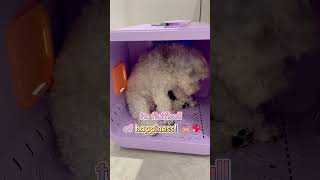 Kitpluswhere Your Dogs Bath Time Is Pure Luxury