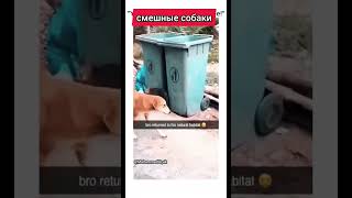 Смешные Собаки #Кот #Cats #Funnycats #Cat