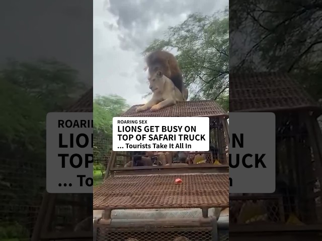 A couple of lions were DEFINITELY feelin’ the love during a South African safari 😳😱