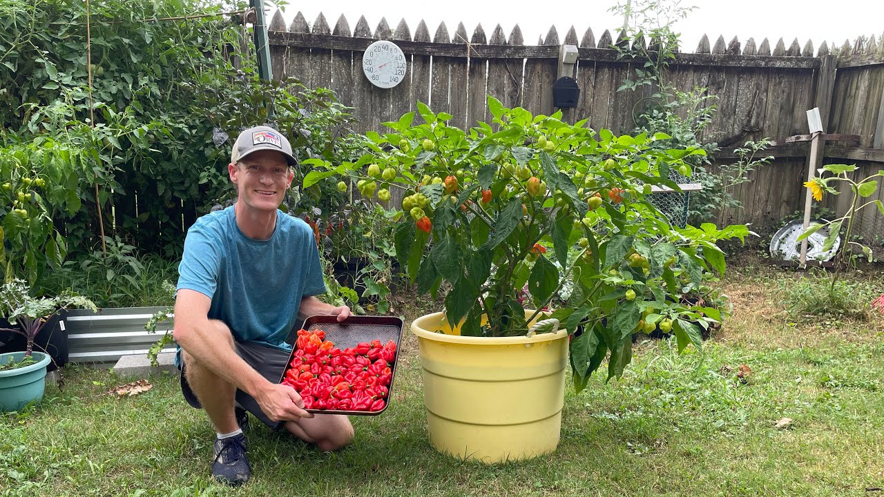 Grow GIANT Pepper Plants for Huge Harvests!