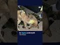Runaway wolf recaptured in South Korea | DW News