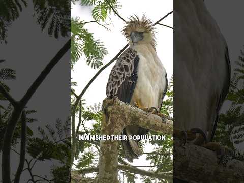 Video: Eagle-Eagle: o pasăre pe cale de dispariție
