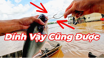 Câu Cá Vồ Đém Mùa Nước Nổi #15 || Nước Chảy Càng Mạnh Cá Ăn Càng Mạnh .