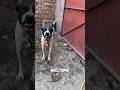top 3 dog that can take down a charging bull #barkbusters #dogcam #doggps