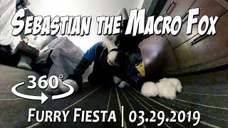 TFF 2019: Sebastian the Macro Fox (360º)