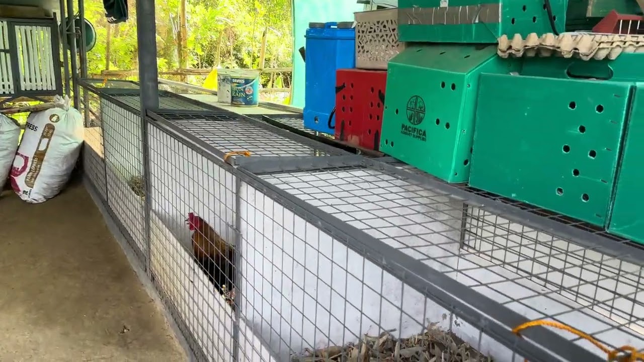 Farm Update…🏡🌳🥭🐷🐖🐽🐓