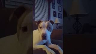 That Is My Baby Doggy