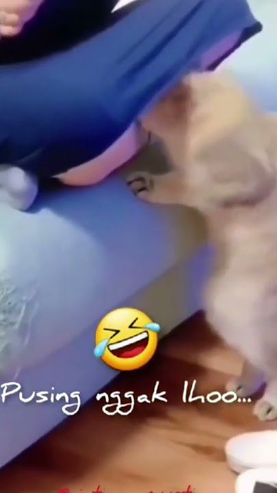 reaksi kucing masuk rok cewek #shorts