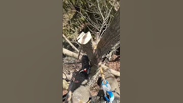 GoPro #stihl #chainsaw #husqvarna #gopro #arborist #rigging #climbing #tree #treeservice #ropes