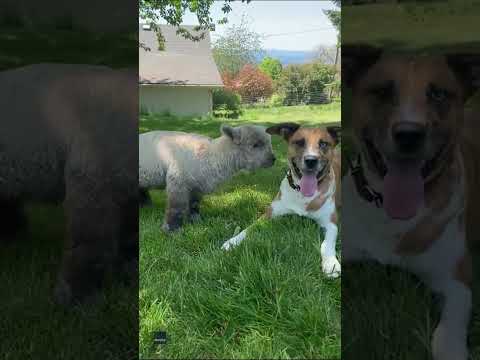 Lamb and farm dog become best friends | Humankind #shorts #goodnews