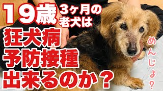 19歳3ヶ月の老犬は狂犬病予防接種は出来るのか？