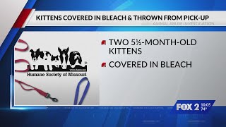 Kittens doused in bleach, thrown from pick-up truck
