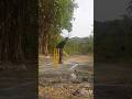 bhojpuri song nice shot #cricket #cricketlover #viralshort #trendingvideo #viralvides #shortvideo