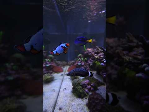 One last fish