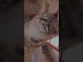 cat videos cat meow #shortsfeed #shorts