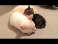 【秘蔵映像】眠っている保護仔猫にそっと触れて安否を確認する先住兄猫