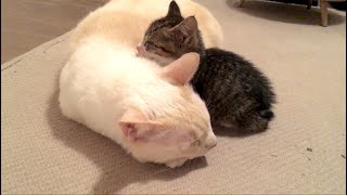 【秘蔵映像】眠っている保護仔猫にそっと触れて安否を確認する先住兄猫