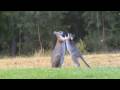 Australian Wildlife Wallabies Fighting 2
