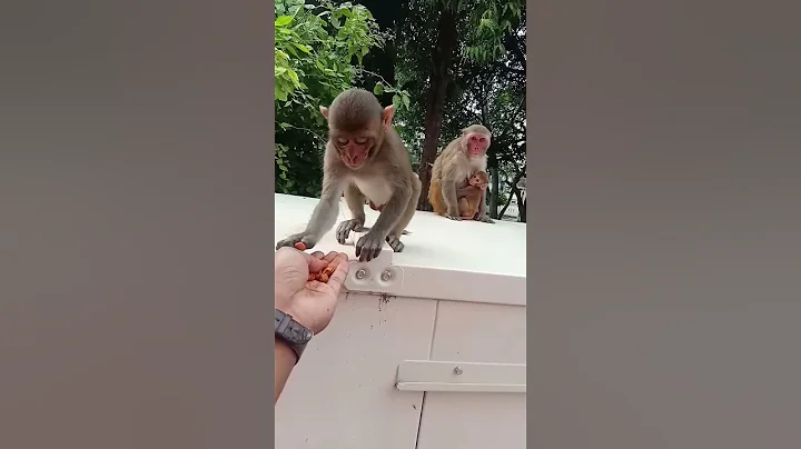 funny monkey 🐒🐒🐵🐵🐒 #funny #monkey #comedy #cute #animals #cat #baby #ytshorts #shortvideo