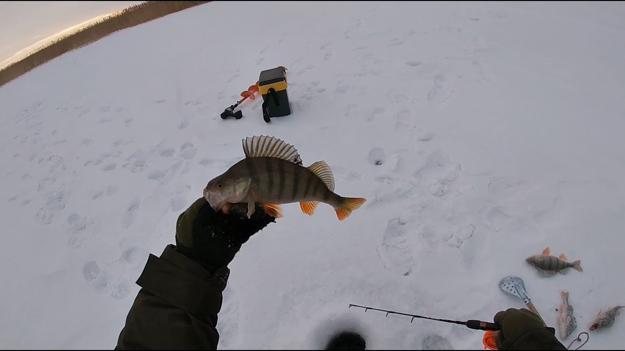 РЫБАЛКА В КАЗАХСТАНЕ!!! ОКУНЬ НА ЗАКАТЕ!!! - YouTube