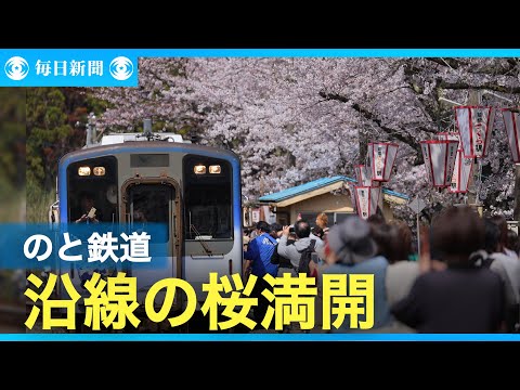 「励まされる気持ちに」　地震で被災の能登鹿島駅、桜見ごろに