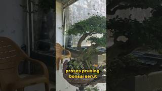 Bonsai Serut - Kelas Bintang | Proses pruning bonsai serut zoom #shorts #bonsaiindonesia