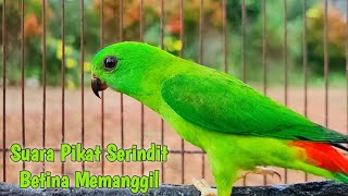 SUARA PIKAT SERINDIT BETINA MEMANGGIL