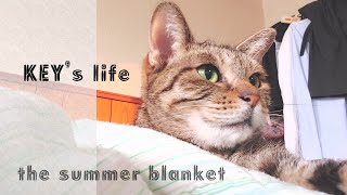 【relaxing】My Japanese cat loves the summer blanket🛏｜cat's daily VLOG