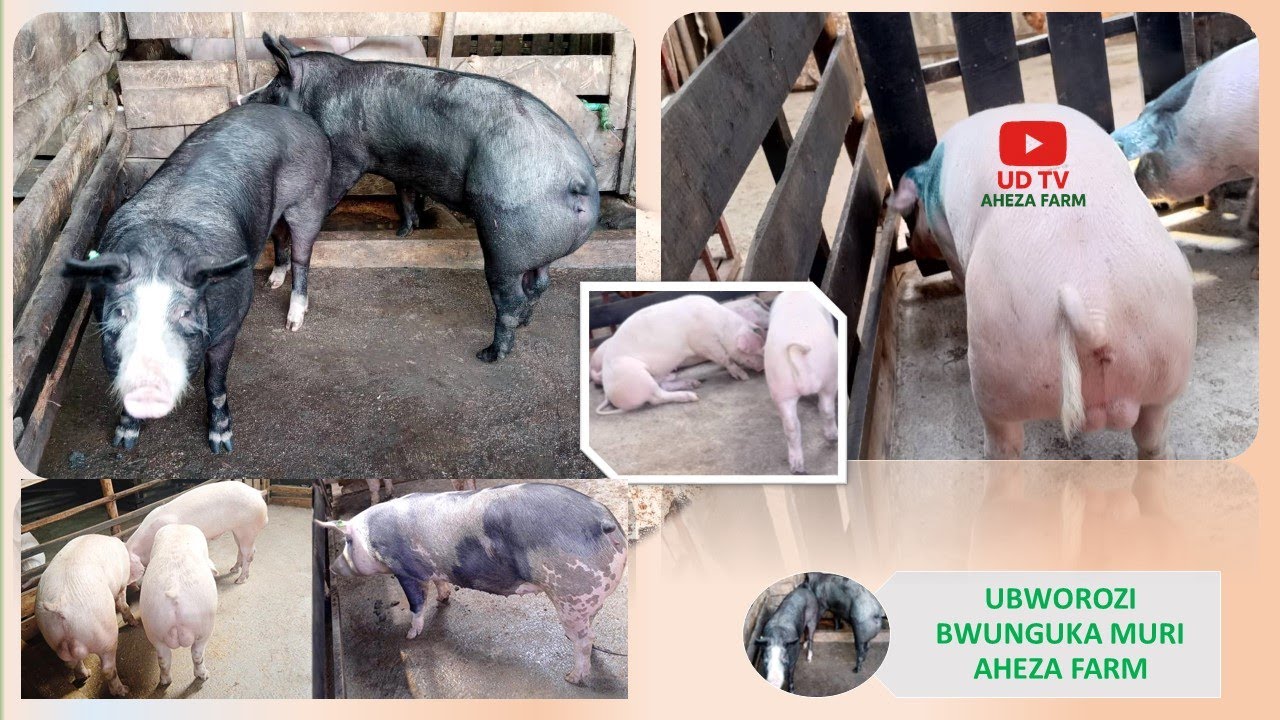 NI GUTE WABONA INYUNGU  MU BWOROZI BW'INGURUBE?